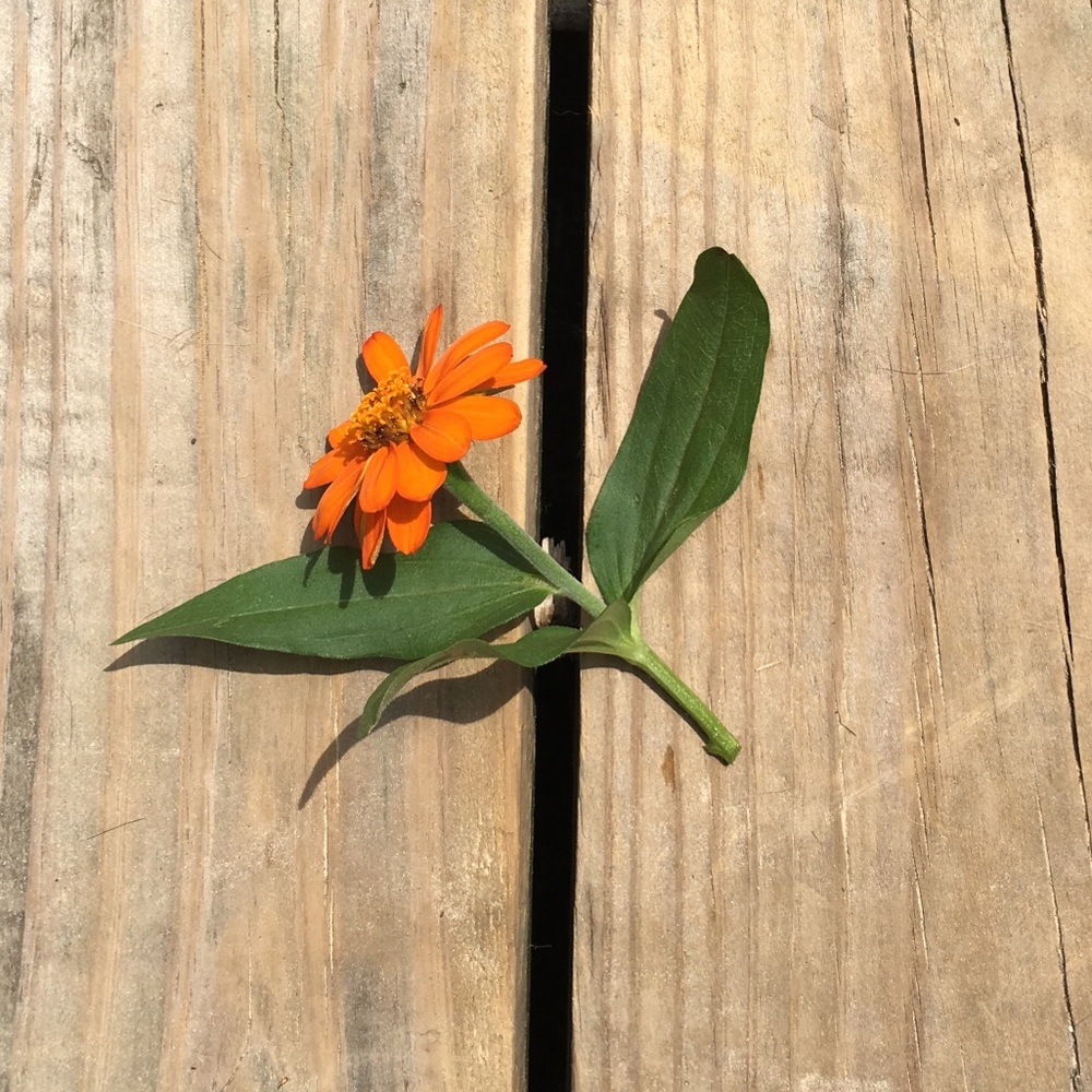 Meet your Posher, Peggy